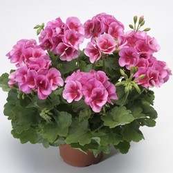 Géranium rose
